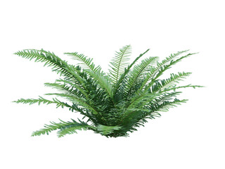 3d Render Brush Tree Isolated on white