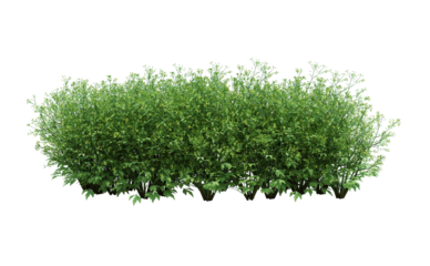 3d Render Brush Tree Isolated  on white