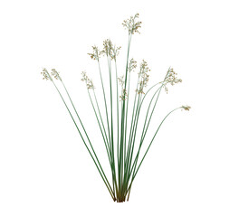 3d Render Brush Tree Isolated  on white