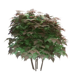 3d Render Brush Tree Isolated  on white