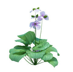 3d Render Brush Tree Isolated  on white