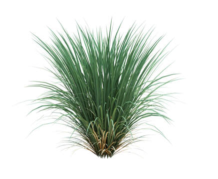 3d Render Brush Tree Isolated  on white