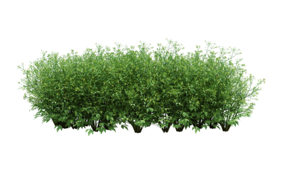 3d Render Brush Tree Isolated  on white