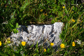 Stone at meadow with yellow flowes at summit of Swiss mountain pass Grimsel on a sunny summer day. Photo taken July 3rd, 2022, Grimsel Pass, Switzerland.