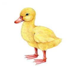 Small cute duckling. Hand drawn realistic illustration. Cute new born baby bird duck. Fluffy yellow duckling on white background. Side view