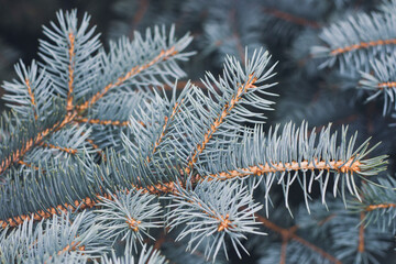 natural background, blue spruce branch. Coniferous tree