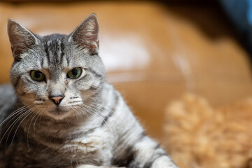 見つめる猫　サバトラ猫