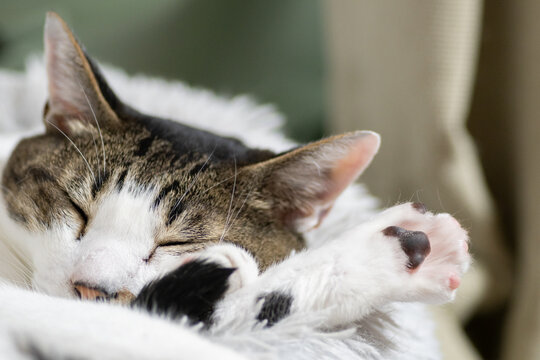 眠る猫　キジトラ白