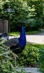 Obraz premium peacock in the garden