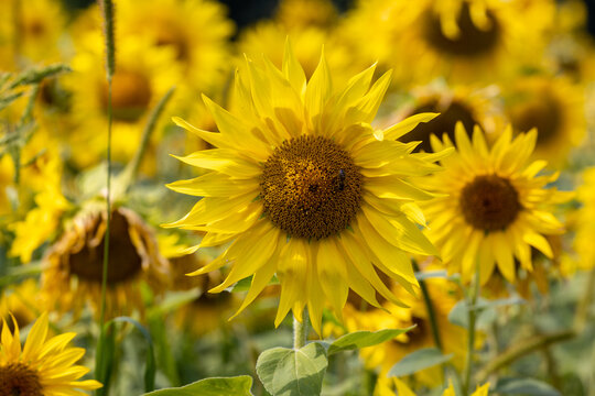 Yellow Sunflowers growing in a field. Natural sunflower background.