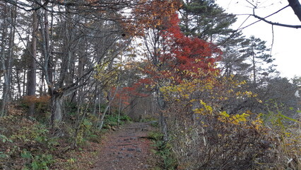 五色沼自然探勝路の紅葉