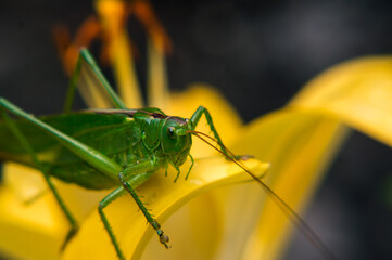 a green grasshopper sits on a yellow lily in dewdrops early in the morning