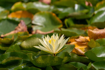 beautiful water lily in a pond