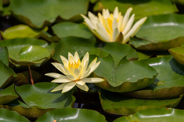 beautiful water lily in a pond - obrazy, fototapety, plakaty