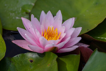 beautiful water lily in a pond - obrazy, fototapety, plakaty