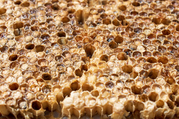 Macro close up on a dried and emptied old golden honeycomb lying on the table in a beekeepers small sunny garden in Poland in Eastern Europe
