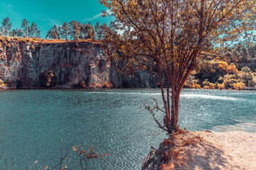 Tree growing on the edge of a flooded quarry