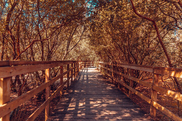 Bridge on a forest with an infrared filter