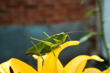 a green grasshopper sits on a yellow lily in dewdrops early in the morning
