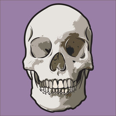 Human skull with a removable background.