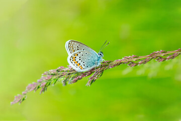 Blue butterfly in the green grass. Background