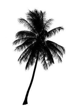 silhouette coconut tree isolated