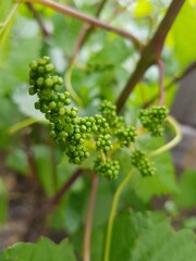 Small green grapes on a branch