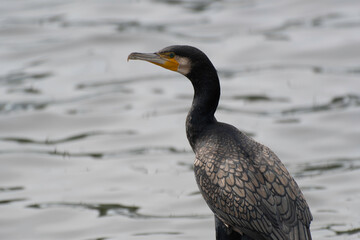 Great cormorant with beautiful feathers