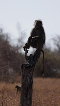 Vertical video - Chacma baboon on lookout duty
