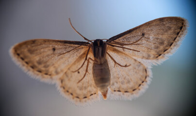 Cute beautiful butterfly or gray moth with colored wings