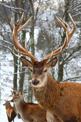 Naklejka na ściany i meble Rothirsch / Red deer / Cervus elaphus