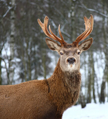 Rothirsch / Red deer / Cervus elaphus