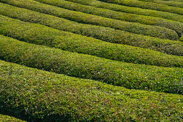 Hills covered with tea bushes. Tea plantations.