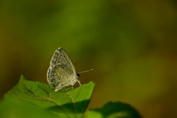 Fototapeta na wymiar White butterfly sitting on the green leaf. Celastrina argiolus - Hill Hedge Blue. Slective focus. High quality photo