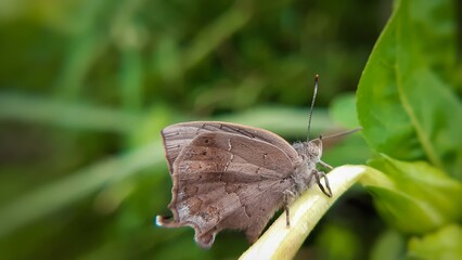 common acacia blue butterfly macro