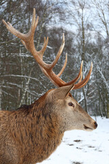Naklejka na ściany i meble Rothirsch / Red deer / Cervus elaphus