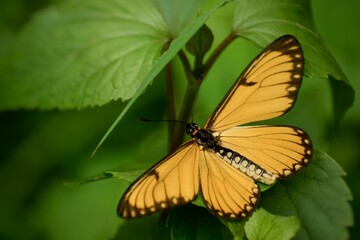 Fototapeta na wymiar The butterfly is sitting with its beautiful yellow wings spread out on a green leaf. Acraea issoria, the yellow coster. Natural background with coppy spaces