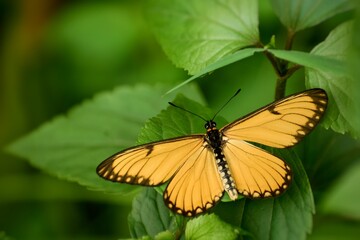 Closeup shot of a yellow butterfly on a green leaf