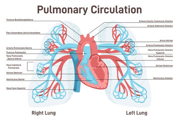 Pulmonary circulation. Anatomy of human lungs, heart and blood vessels
