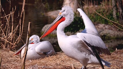 pelican on the beach