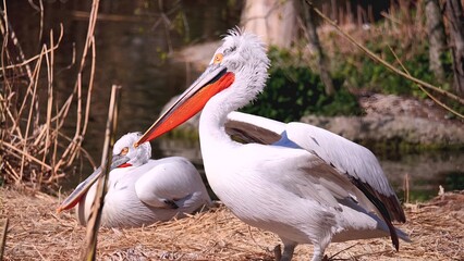 pelican on the beach