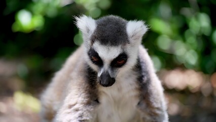 I took a picture and it was beautiful. A nature guide shares the best spots to see lemurs in Madagascar.
