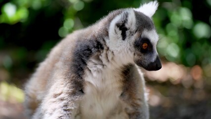 Naklejka premium I took a picture and it was beautiful. A nature guide shares the best spots to see lemurs in Madagascar.