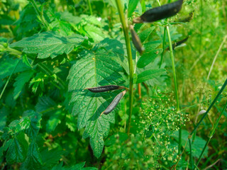 Legumes and plant of cow vetch Vicia cracca
