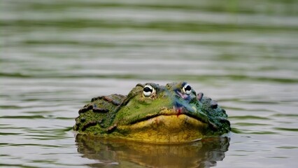 I took this picture of an African Bullfrog that I found in the backyard pond.