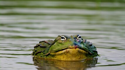 I took this picture of an African Bullfrog that I found in the backyard pond.