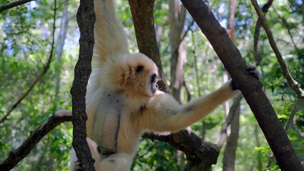 I took a picture of a gibbon monkey. I was in the rainforest in Indonesia.