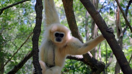 I took a picture of a gibbon monkey. I was in the rainforest in Indonesia.