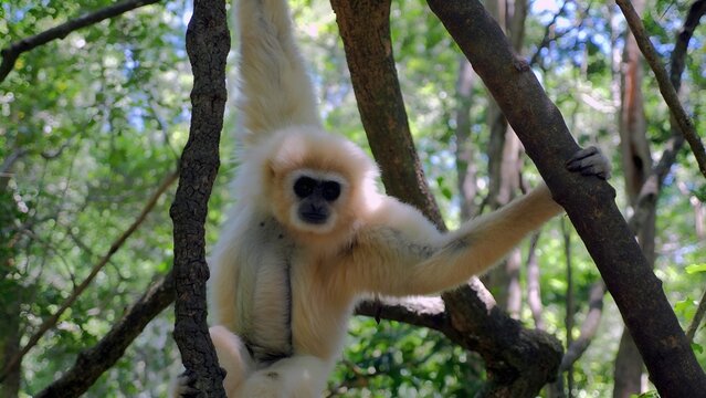 I took a picture of a gibbon monkey. I was in the rainforest in Indonesia.