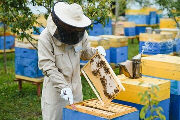 Beekeeper inspecting honeycomb frame at apiary at the summer day. Man working in apiary. Apiculture. Beekeeping concept